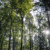 Le Conseil fédéral demande deux milliards de francs pour protéger l'environnement, notamment les forêts (archives). KEYSTONE/PETER SCHNEIDER